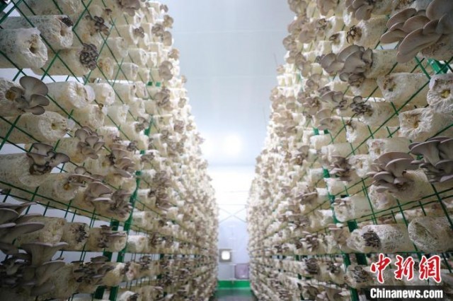 新疆托克遜縣 工廠化蘑菇種植，豐富老百姓餐桌的食用農產品新力量